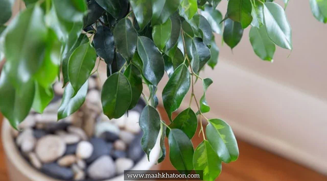 فیکوس بنجامین (Ficus benjamina)