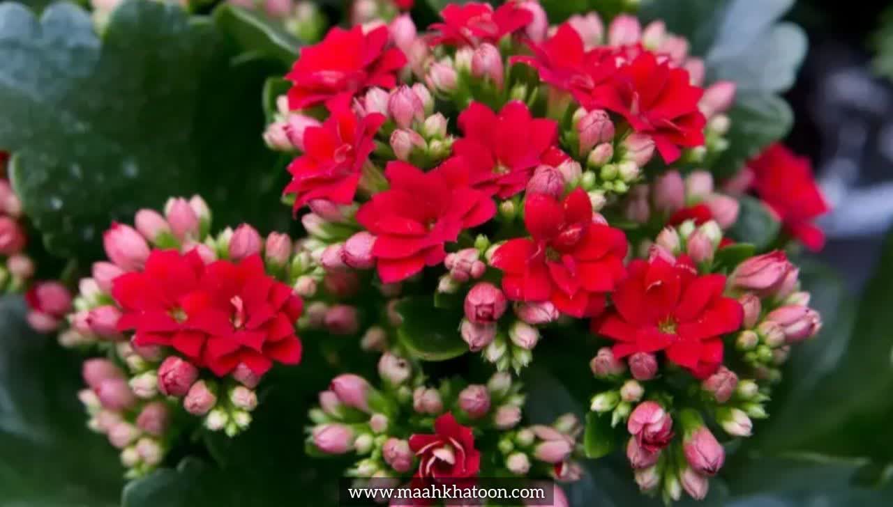 کالانکوئه (Kalanchoe)