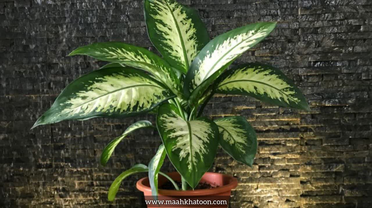 دیفن باخیا (Dieffenbachia)