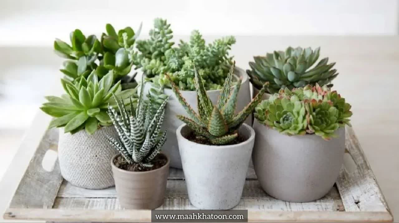 کاکتوسها و ساکولنتها