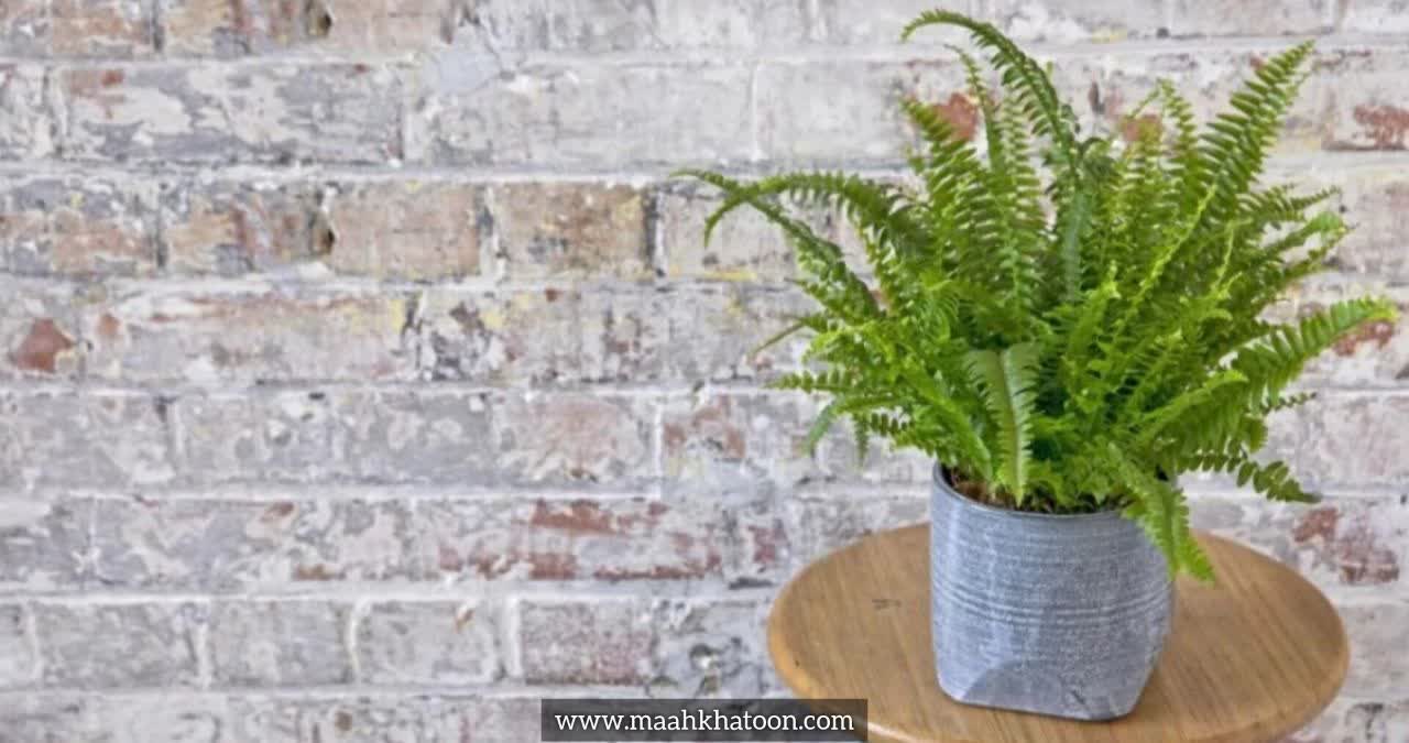 سرخس بوستون (Boston Fern)