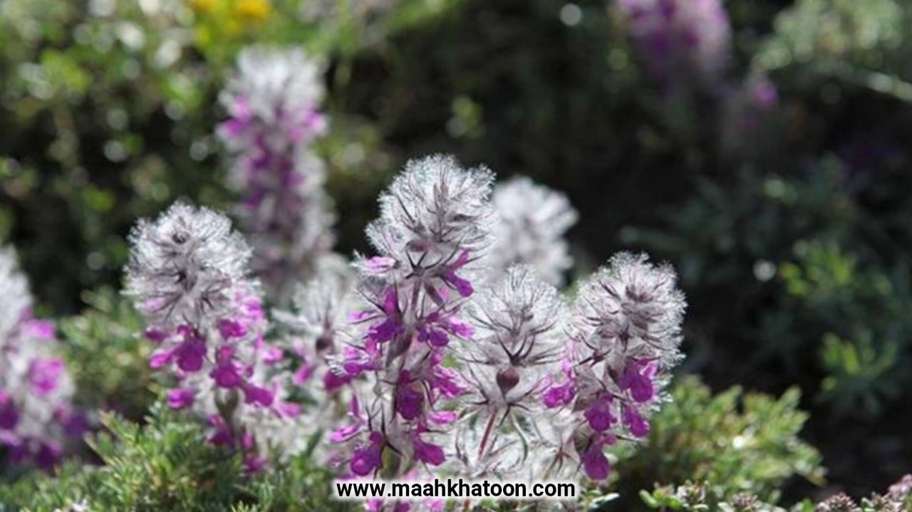 چای کوهی؛ گیاه دارویی آرام بخش و شفابخش طبیعت