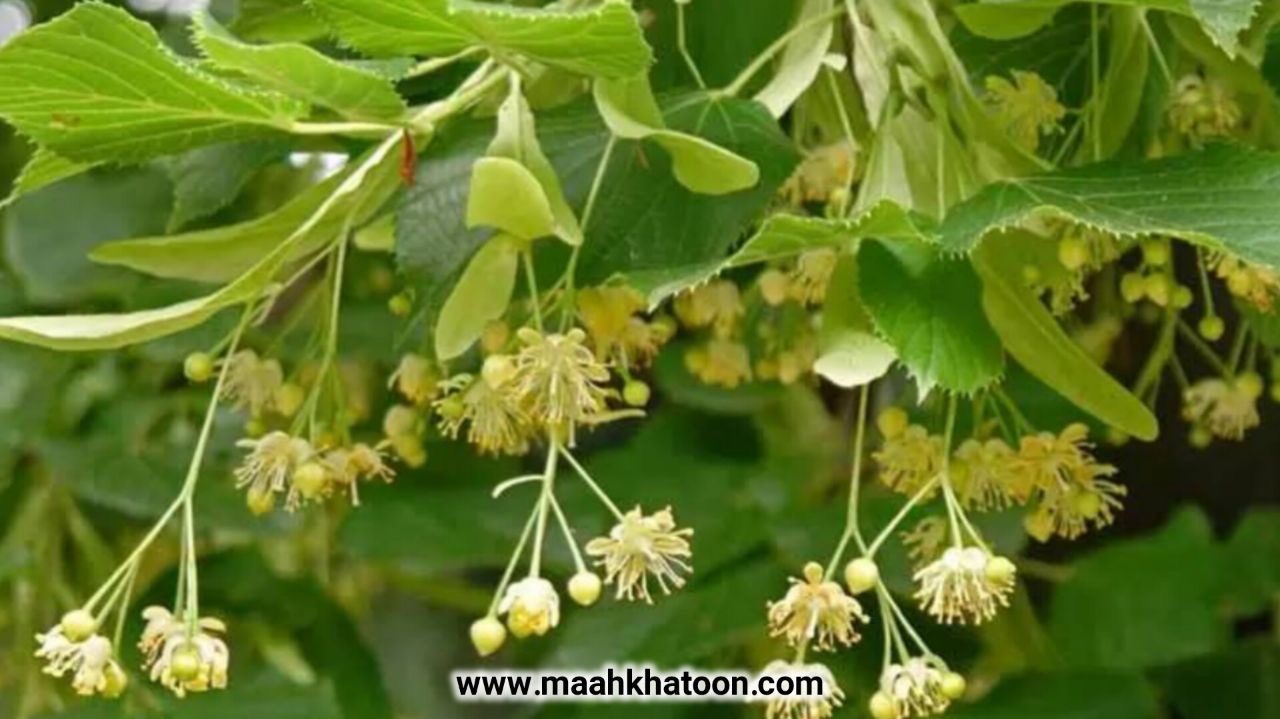 دمنوش زیرفون؛ گیاه دارویی آرامبخش برای خواب بهتر و کاهش استرس