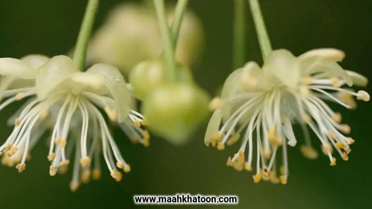 دمنوش زیرفون؛ گیاه دارویی آرامبخش برای خواب بهتر و کاهش استرس