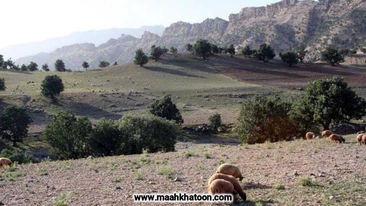 گورستان چنار کجاست؟ نمادی از هویت، آیین و هنر ایرانی