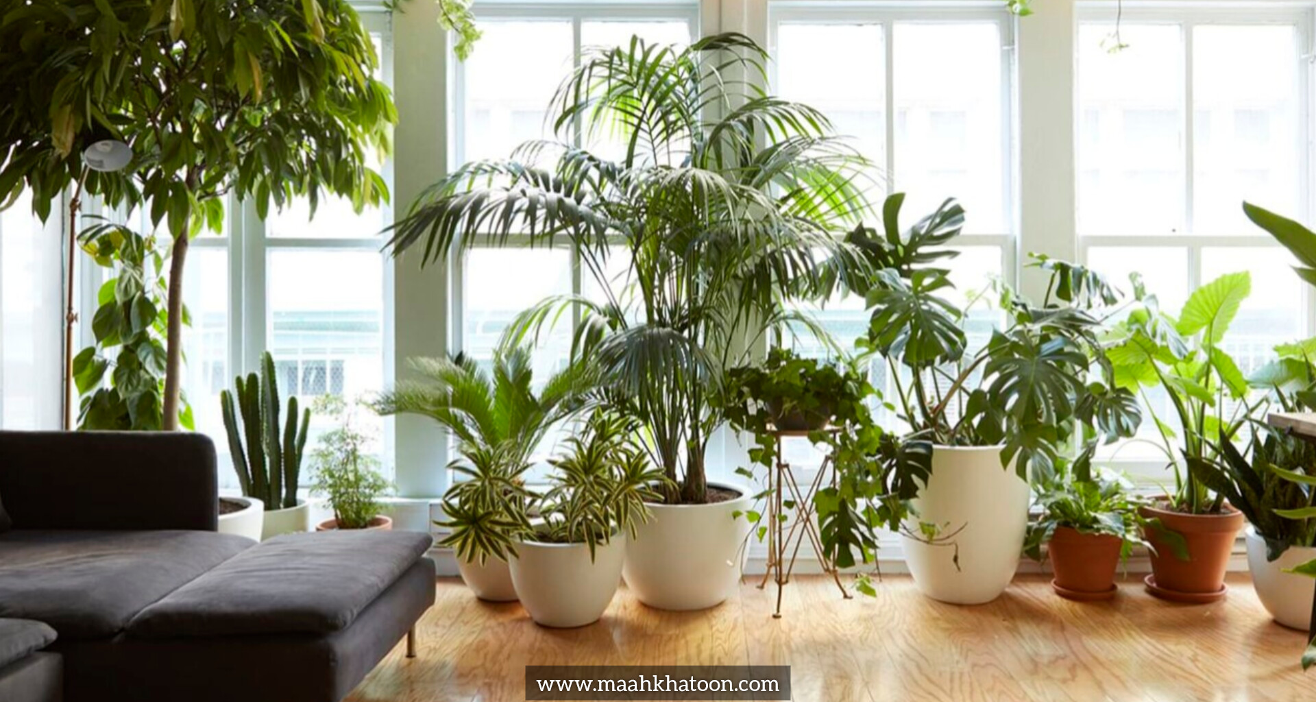 فواید علمی وجود گل و گیاه در محیط زندگی