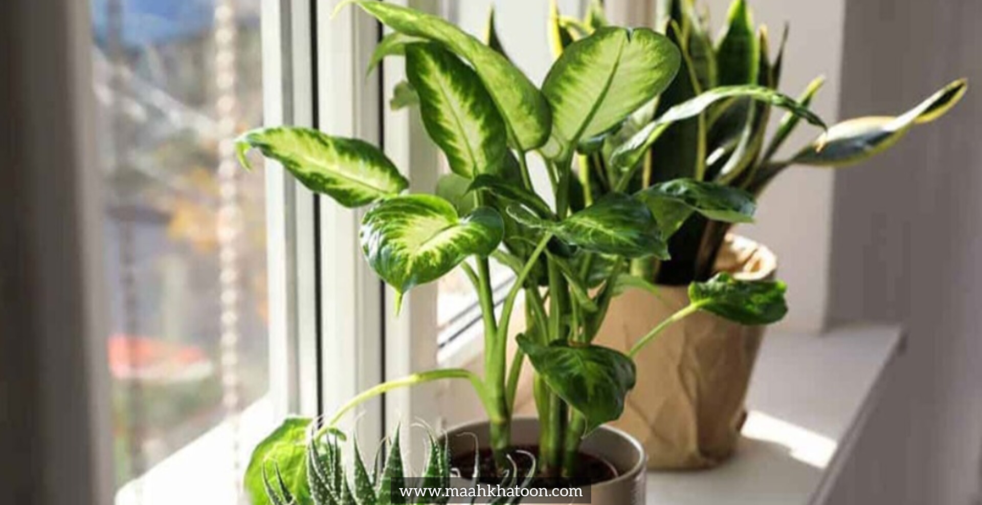 فواید علمی وجود گل و گیاه در محیط زندگی