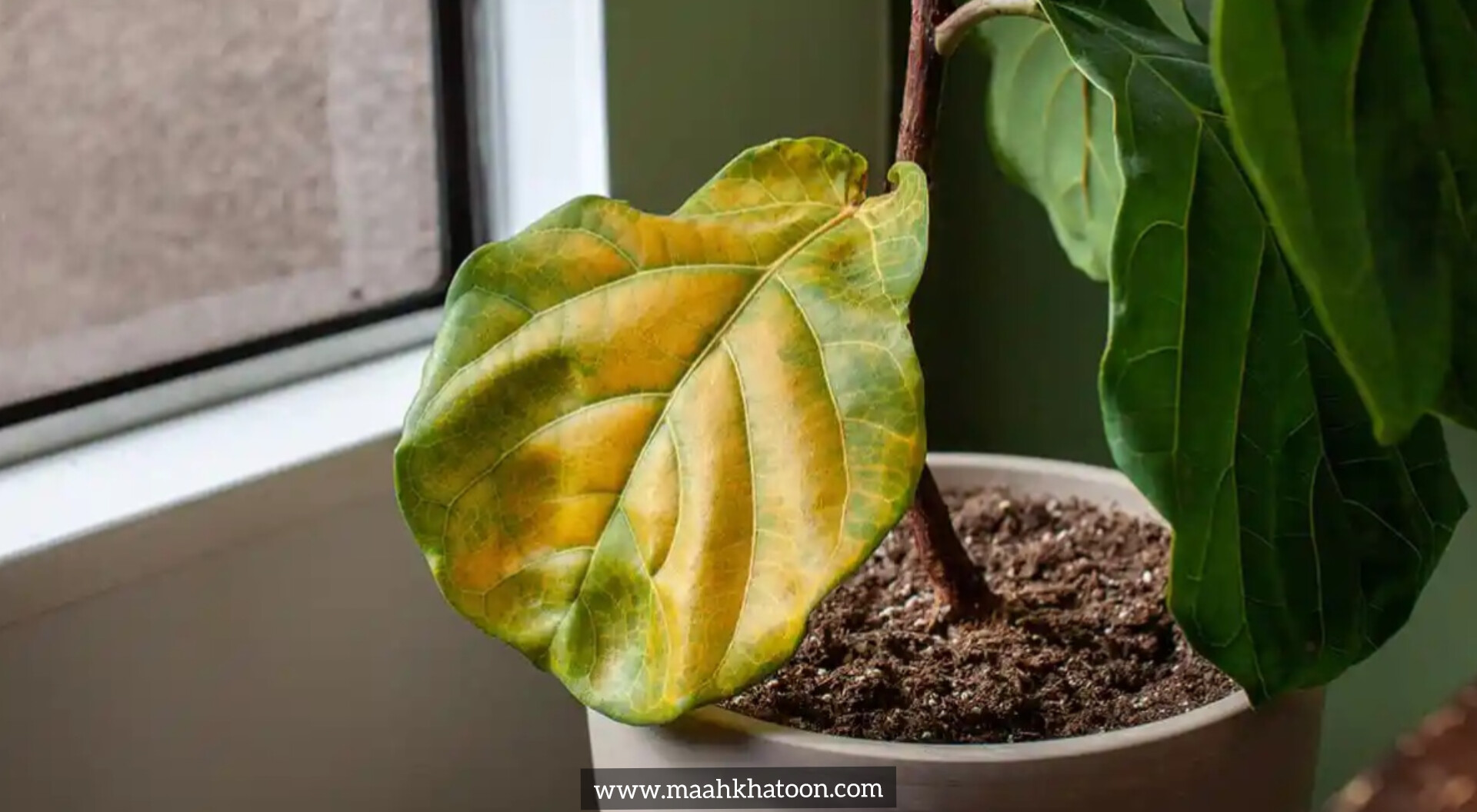 تشخیص بیماری‌های قارچی در گیاهان