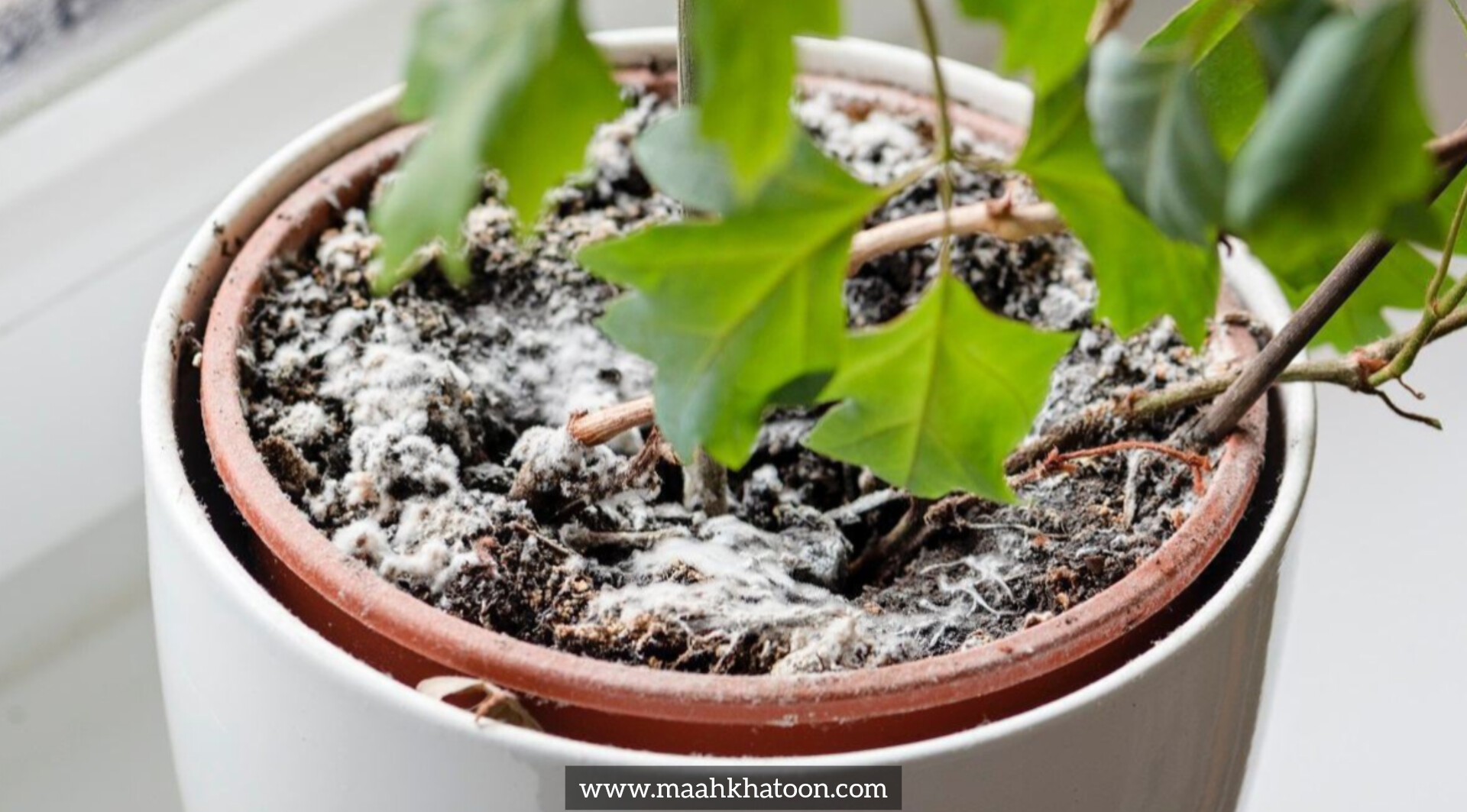 تشخیص بیماریهای قارچی در گیاهان