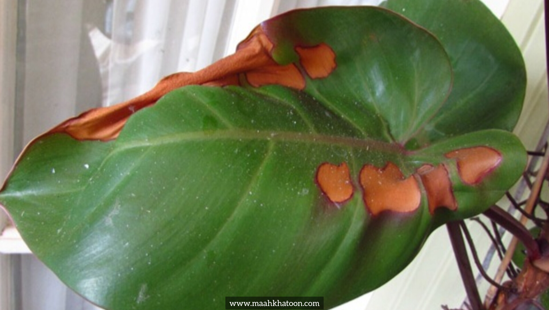 تشخیص بیماریهای قارچی در گیاهان