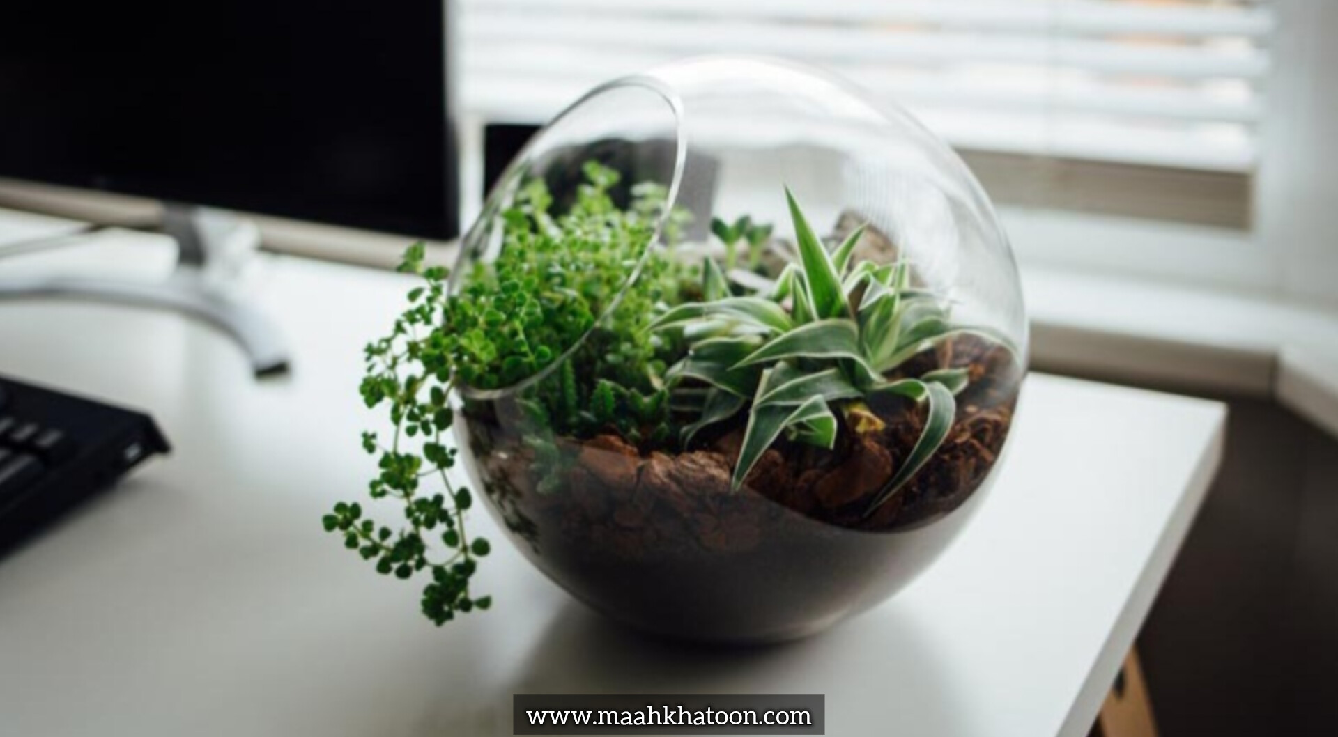چگونه یک تراریوم زیبا در خانه بسازیم؟