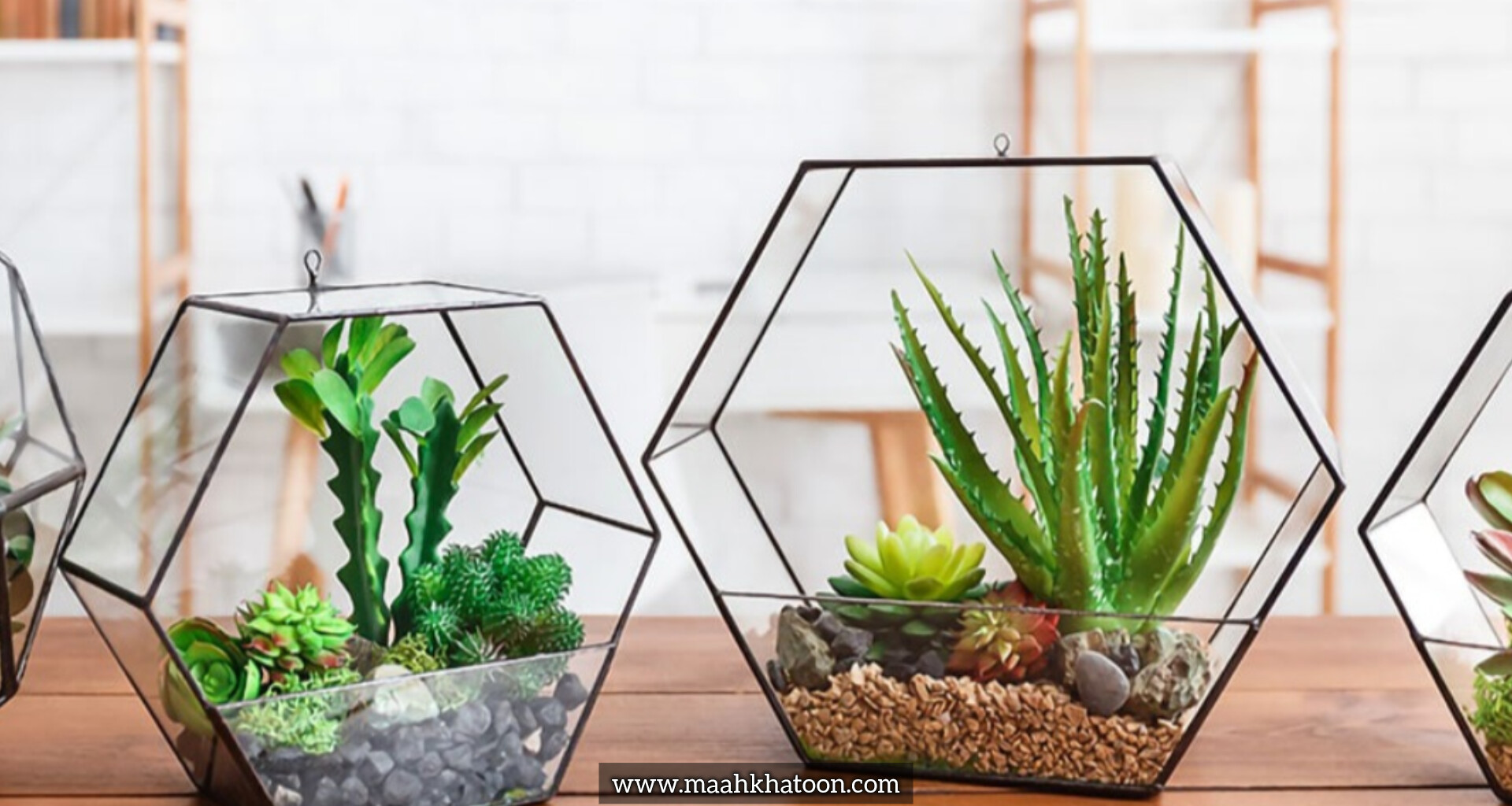 چگونه یک تراریوم زیبا در خانه بسازیم؟