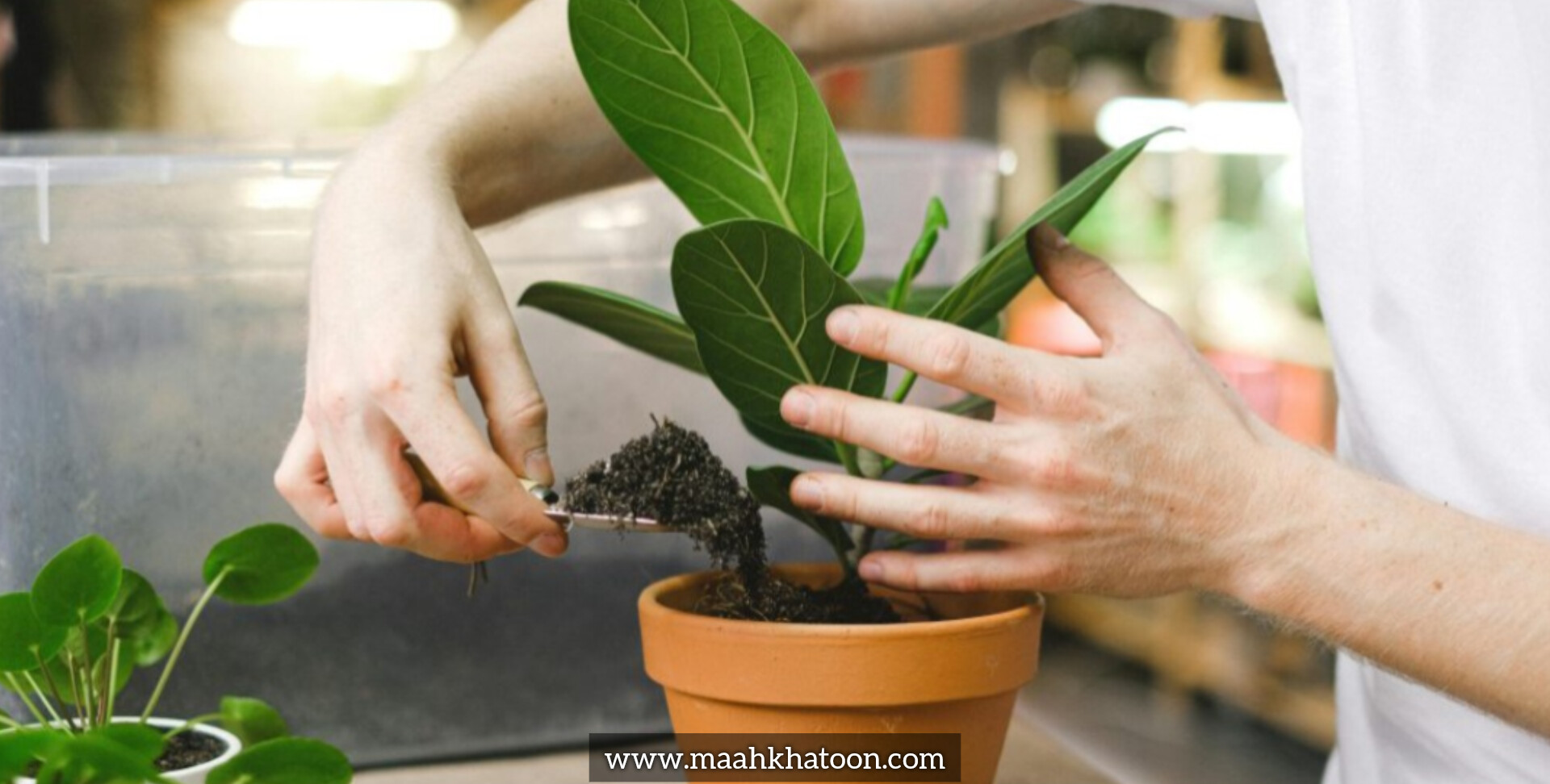 چگونه بفهمیم گیاه ما به کود نیاز دارد؟