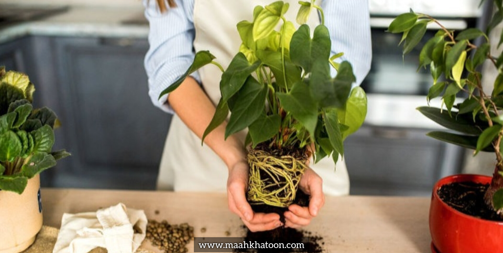 چگونه بفهمیم گیاه ما به کود نیاز دارد؟