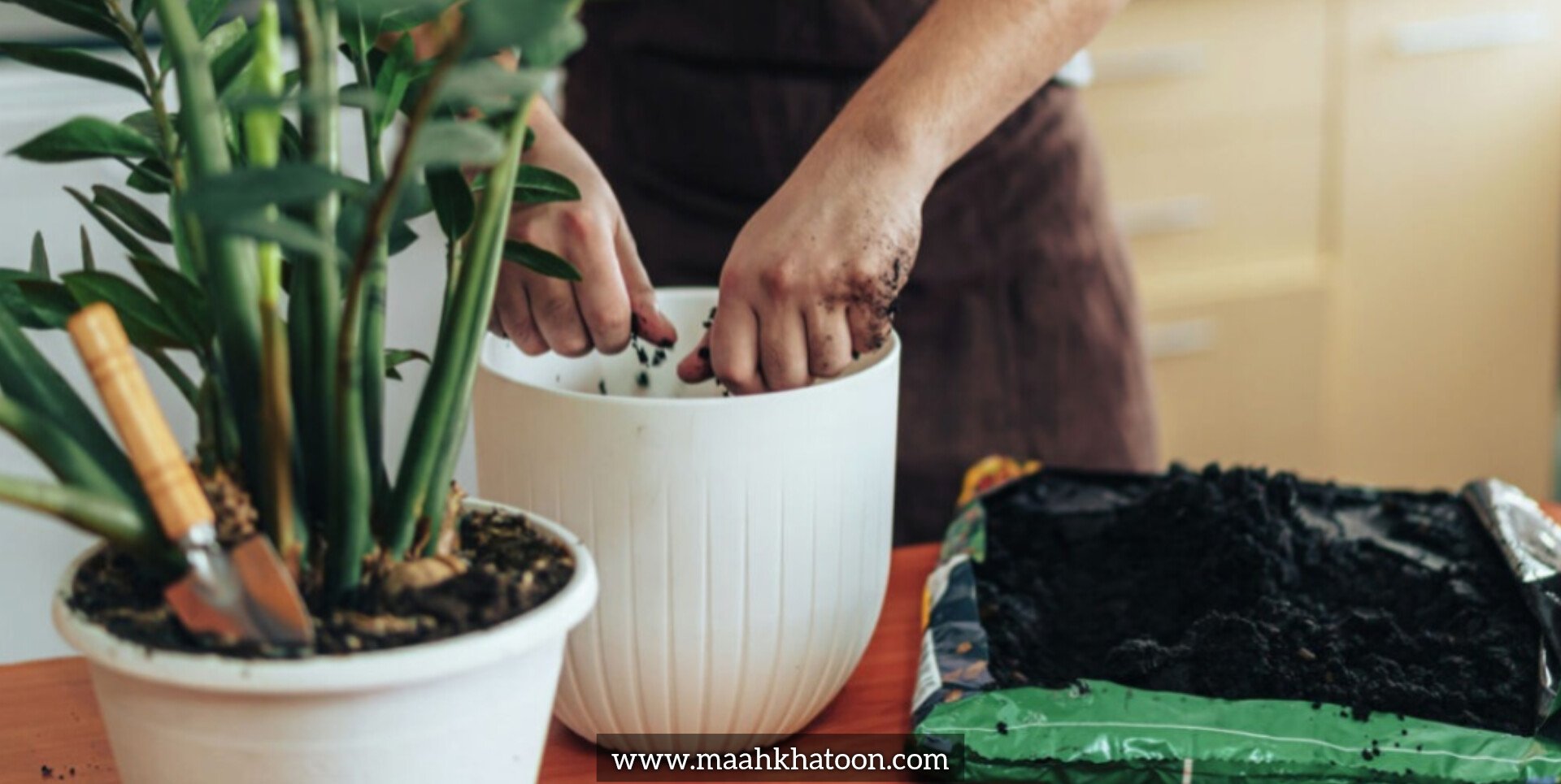 چگونه بفهمیم گیاه ما به کود نیاز دارد؟