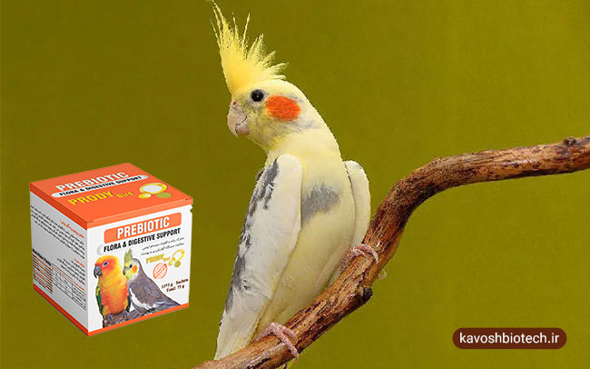 اهمیت مکمل در تغذیه پرندگان خانگی