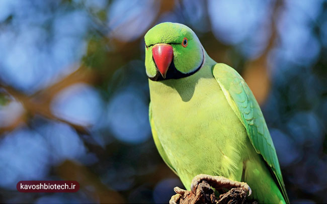 تغذیه پرندگان زینتی