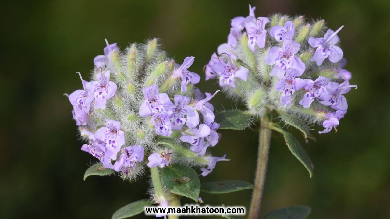 کاکوتی چیست؟ خواص، فواید و طرز مصرف گیاه دارویی کوهستانی