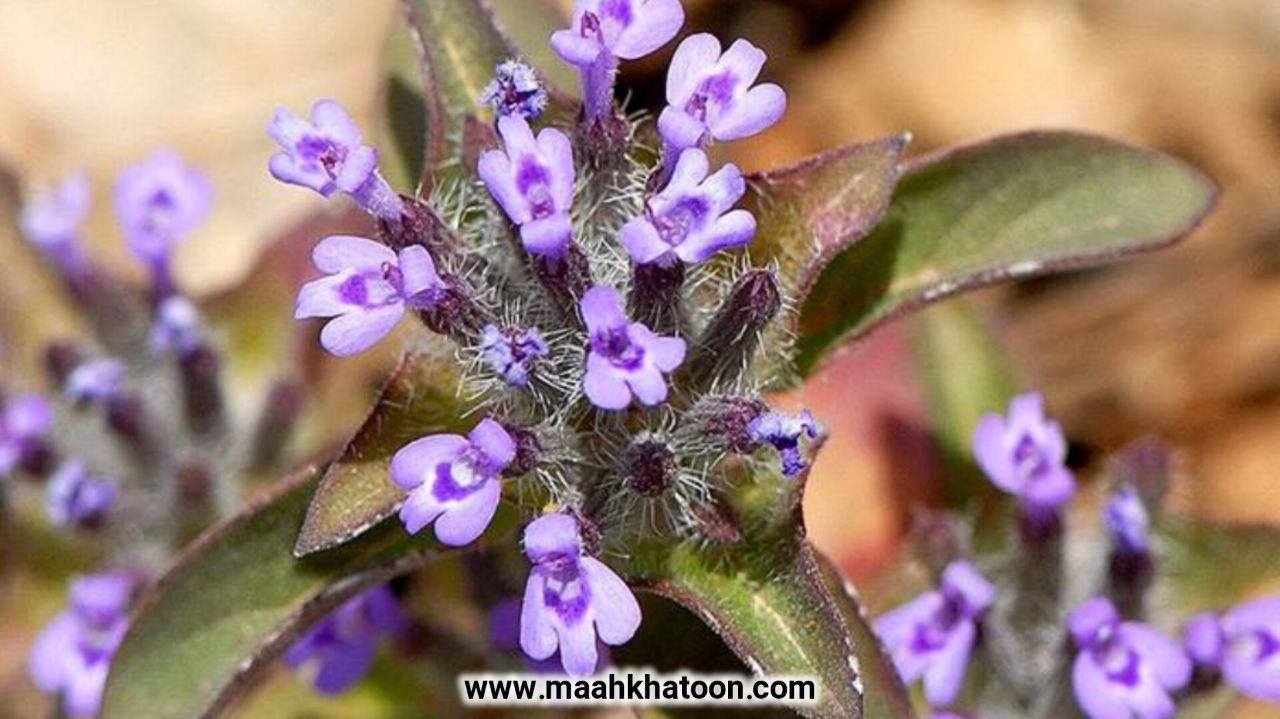 کاکوتی چیست؟ خواص، فواید و طرز مصرف گیاه دارویی کوهستانی