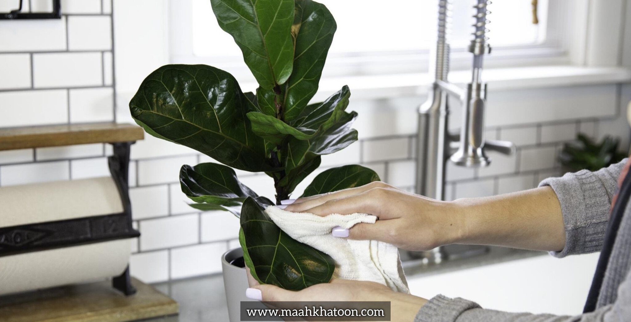 شستوشوی اصولی برگهای گیاهان آپارتمانی