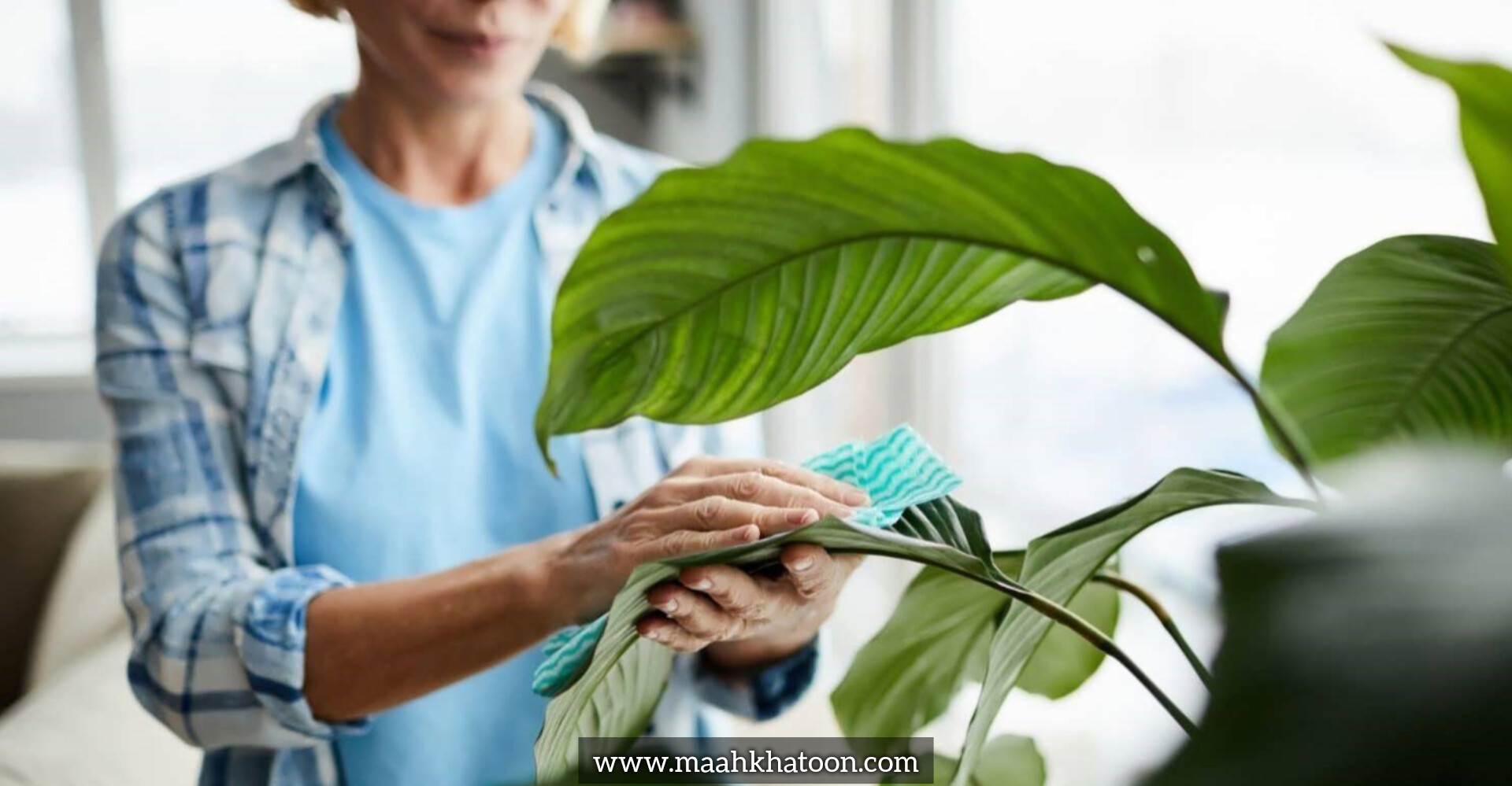 شستوشوی اصولی برگهای گیاهان آپارتمانی