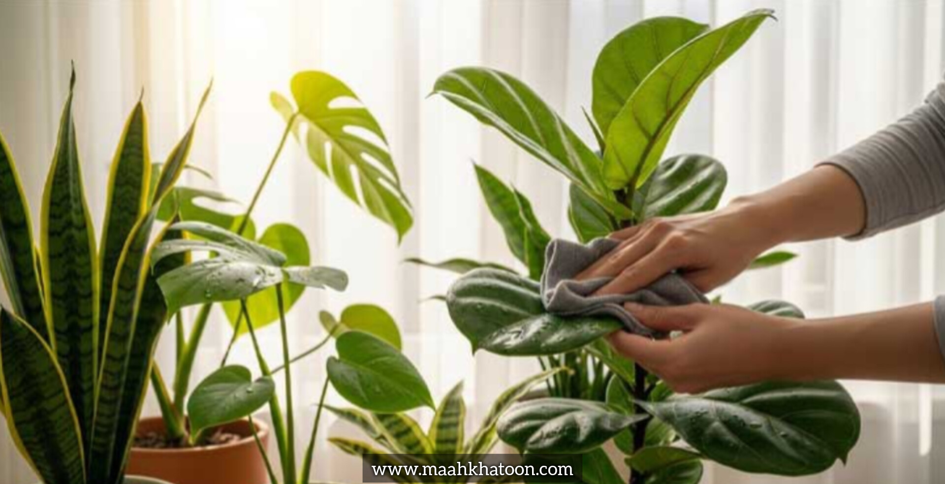 شستوشوی اصولی برگهای گیاهان آپارتمانی