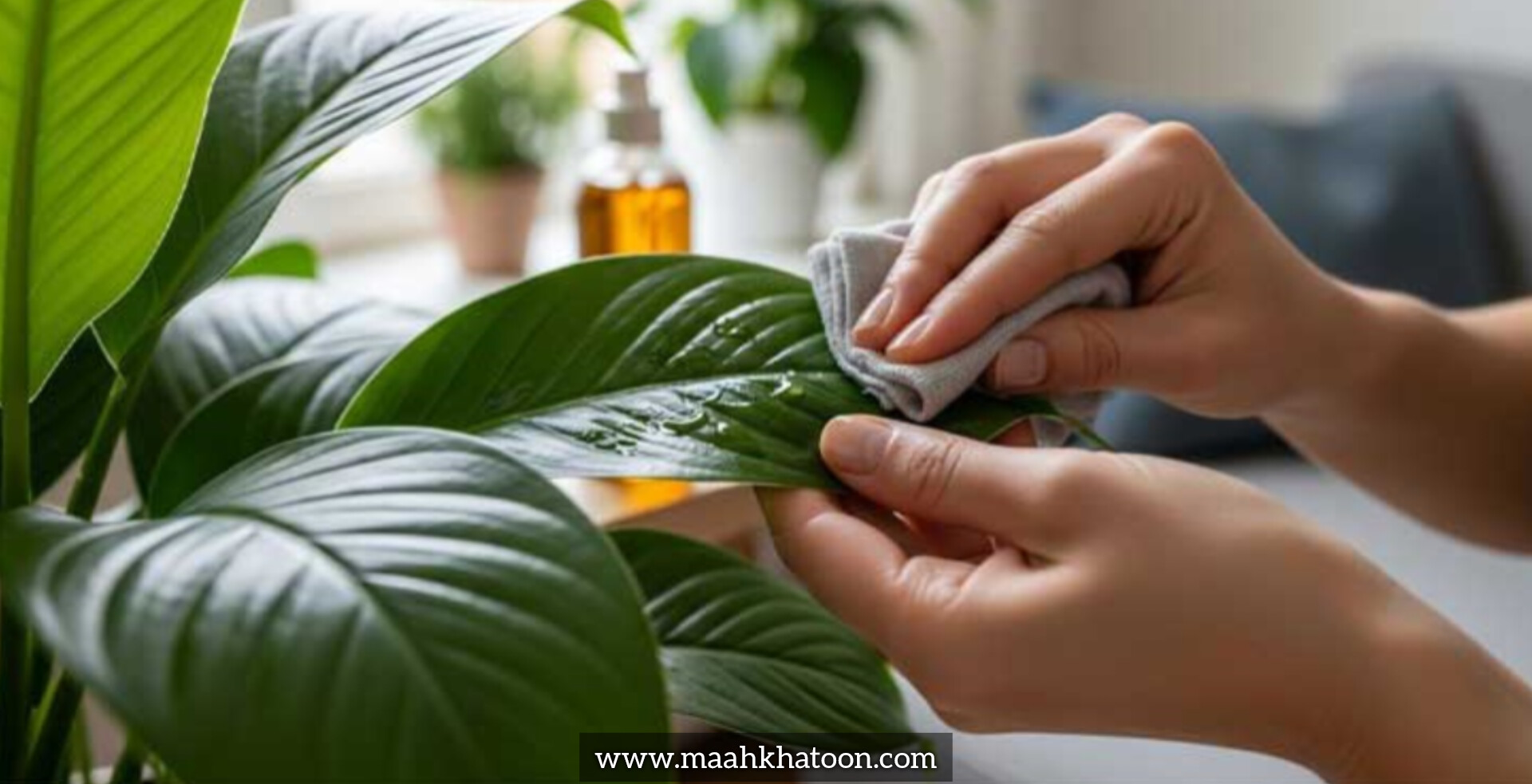 شستوشوی اصولی برگهای گیاهان آپارتمانی