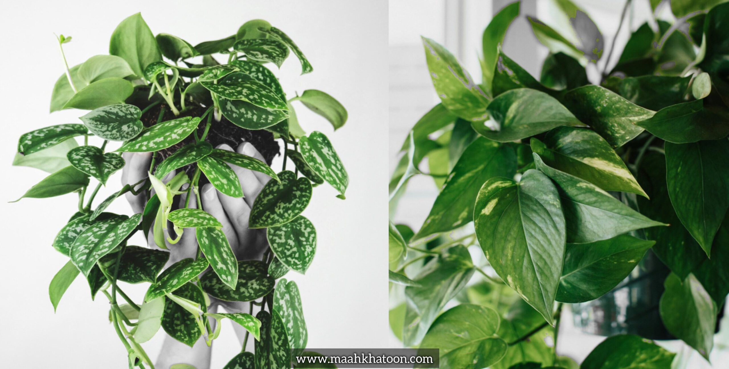 پرپشت شدن گیاهان