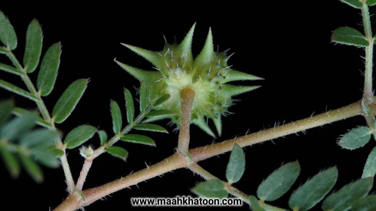 گیاه خارخاسک چیست؟