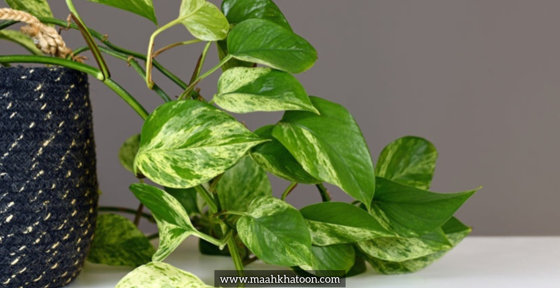 پرپشت شدن گیاهان