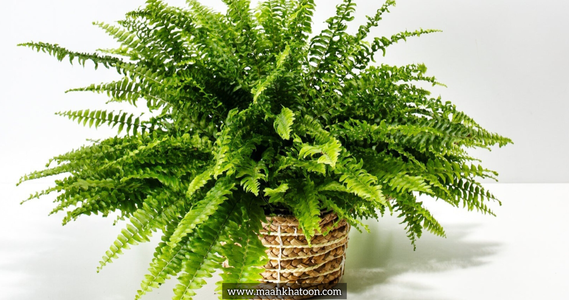 پرپشت شدن گیاهان