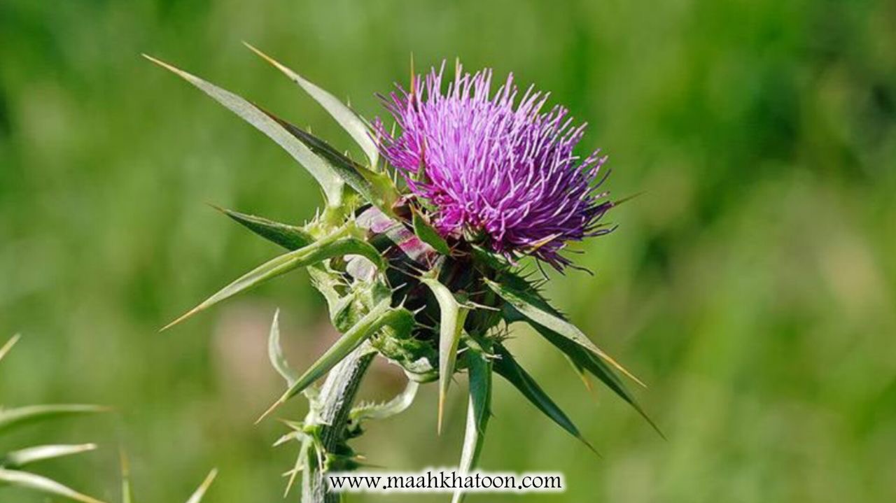 دمنوش گیاهی خارمریم