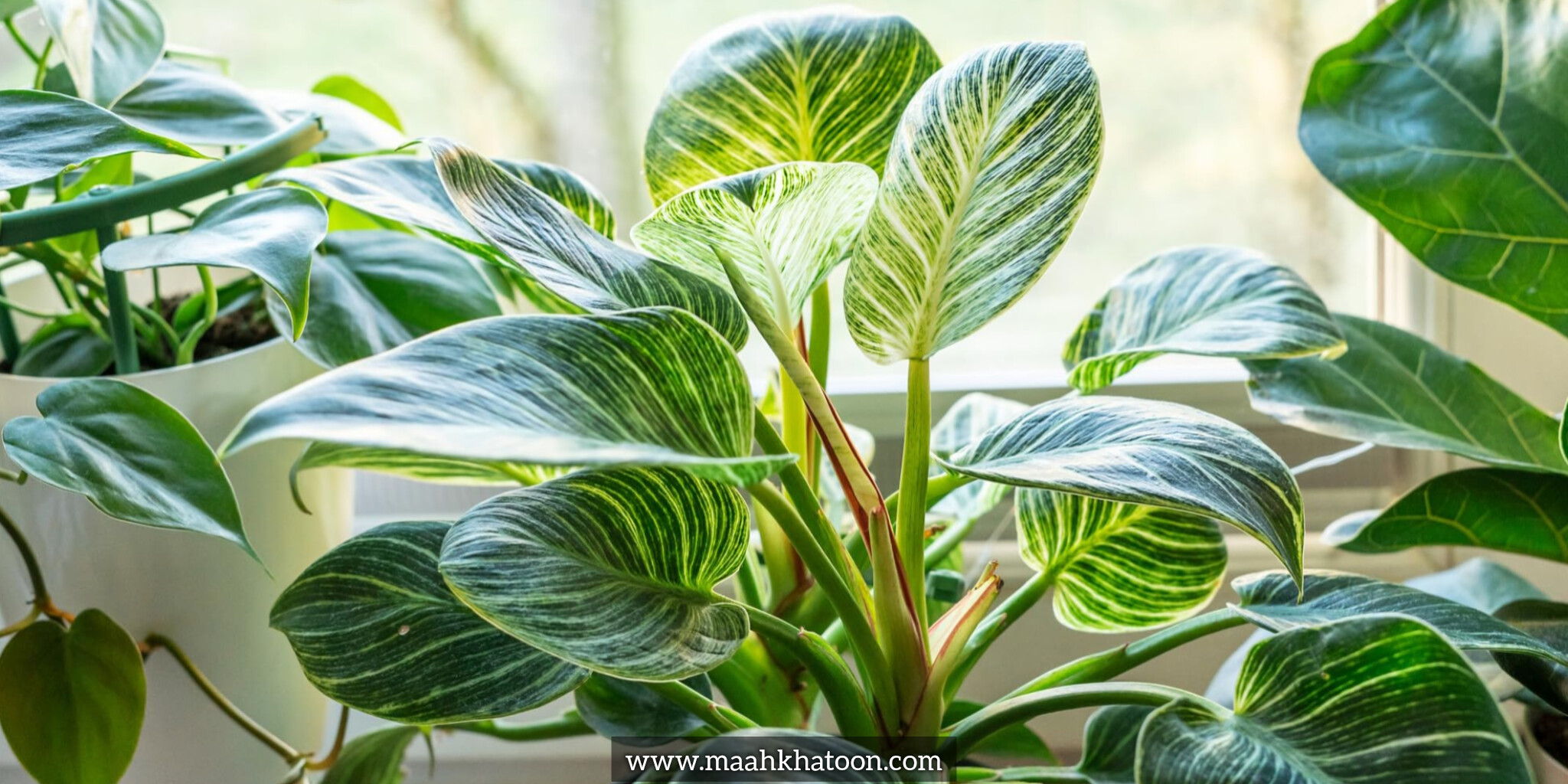 چرا گیاهان آپارتمانی رشد نمیکنند؟