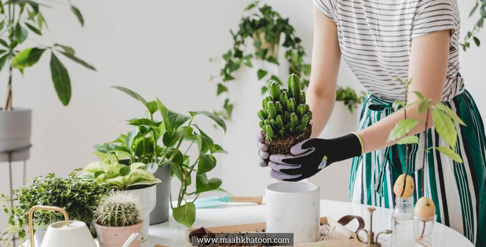 چرا گیاهان آپارتمانی رشد نمیکنند؟