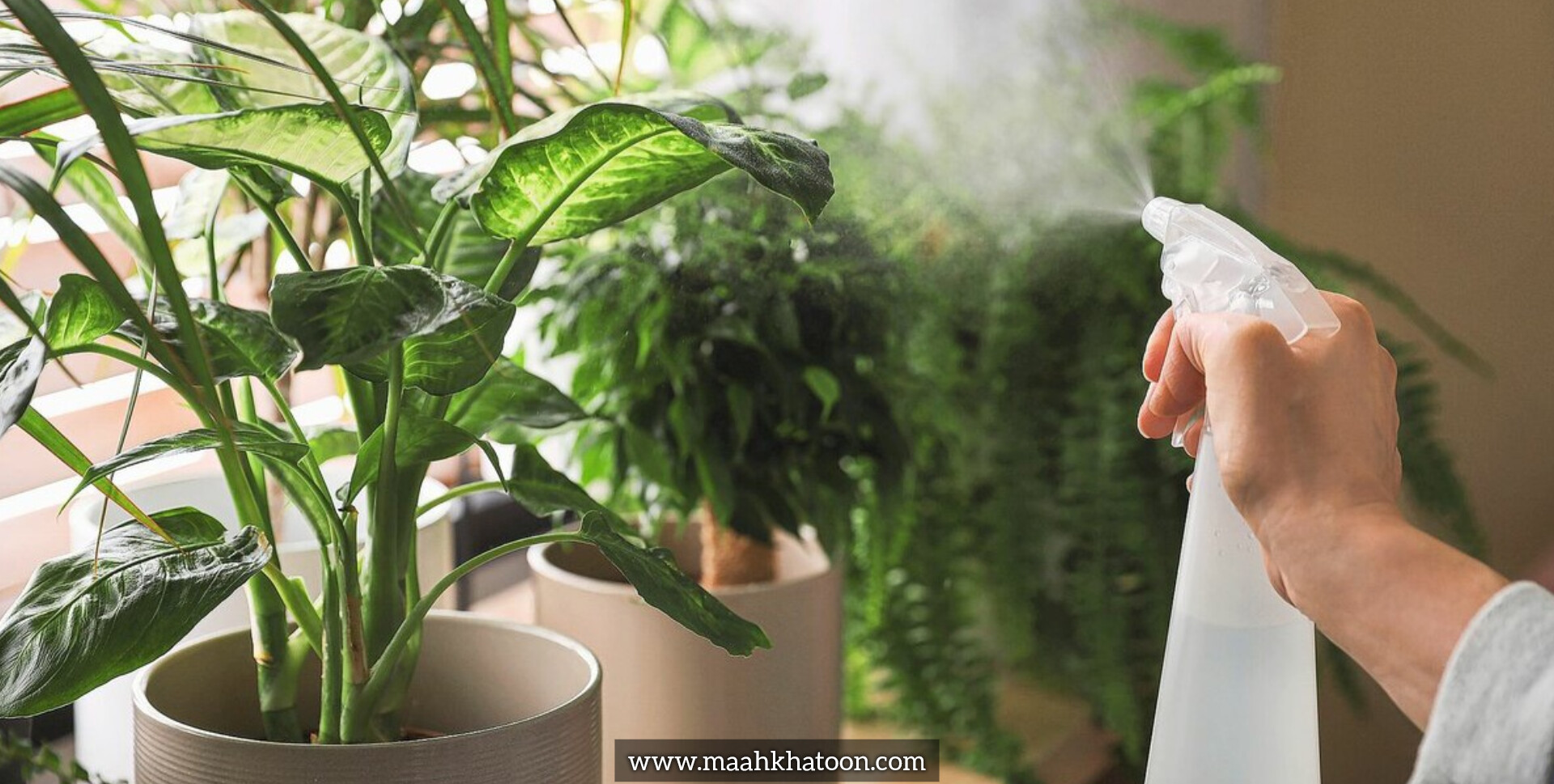 اسپری آب روی برگ گیاهان؛ مفید یا مضر؟