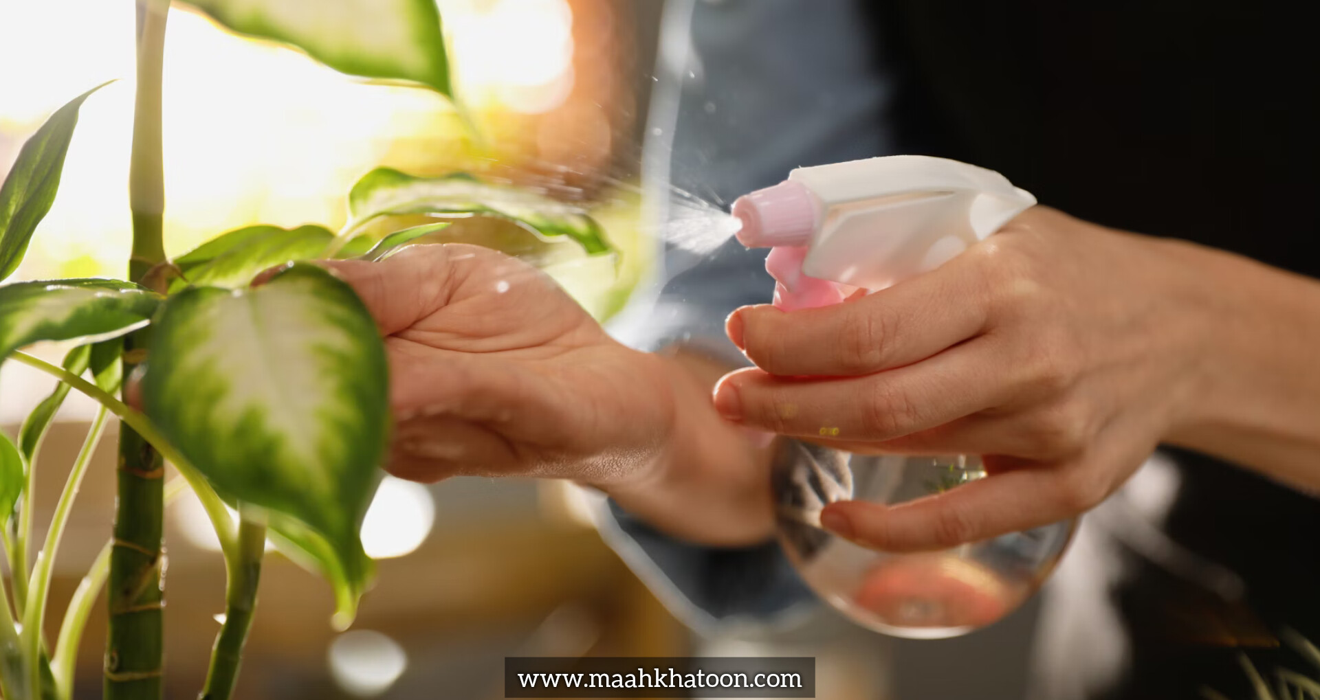 اسپری آب روی برگ گیاهان؛ مفید یا مضر؟