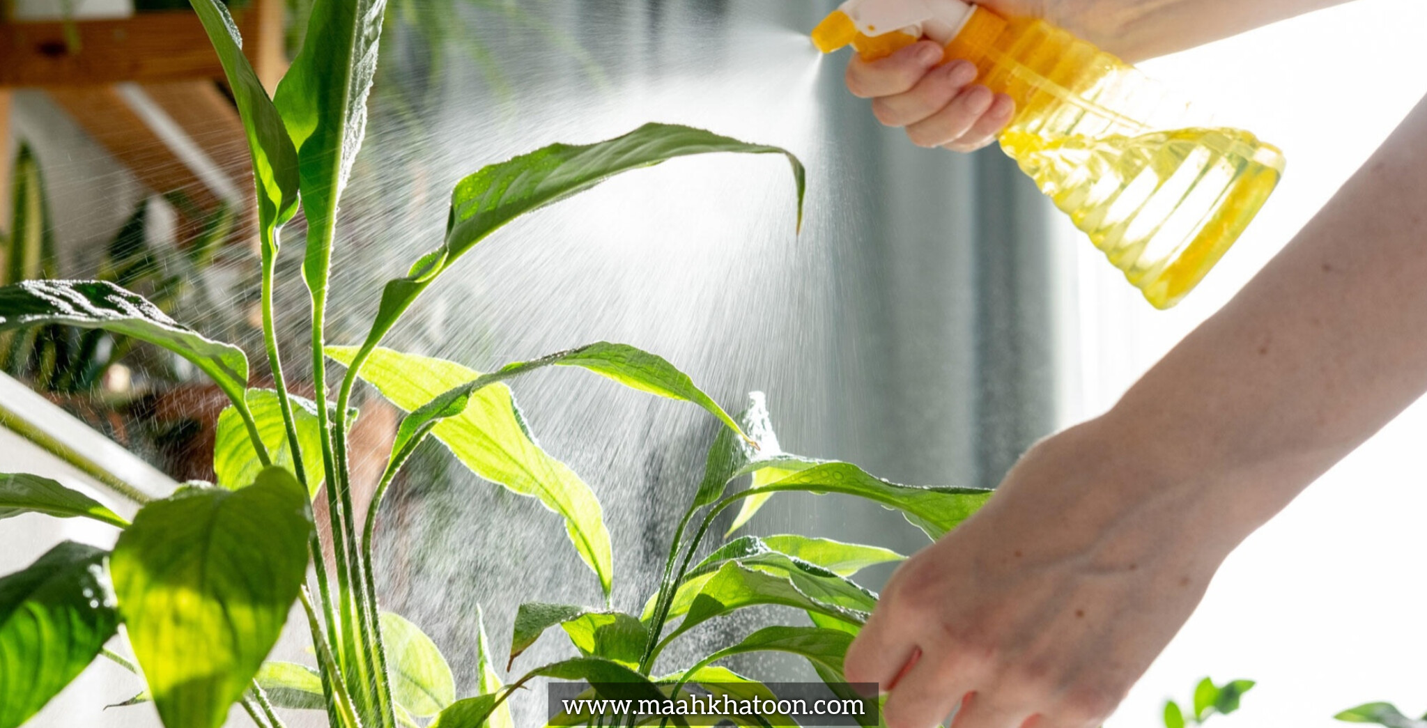 اسپری آب روی برگ گیاهان؛ مفید یا مضر؟