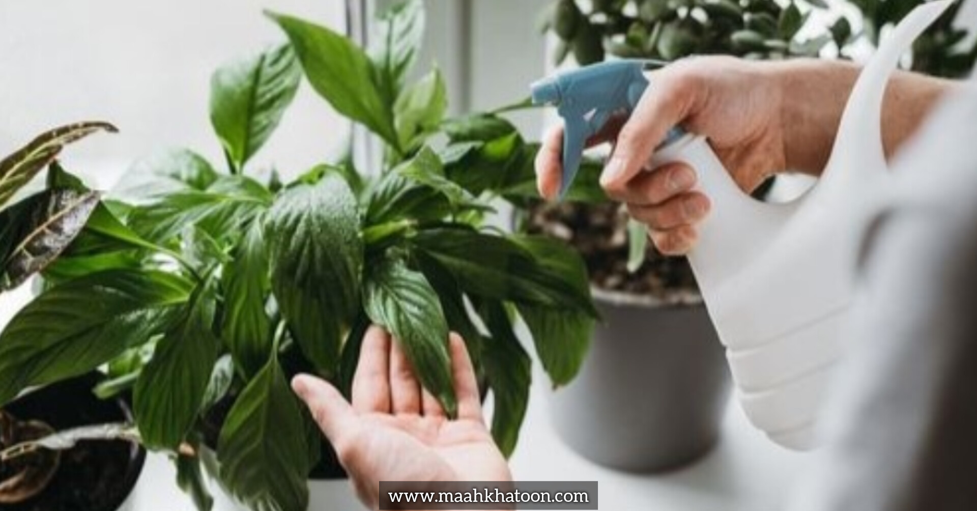 اسپری آب روی برگ گیاهان؛ مفید یا مضر؟